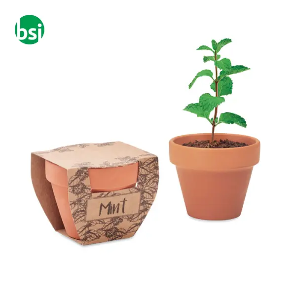 Terracotta pot mint seeds - MINT POT -  1