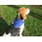 Dog'S collar REX - Anteprima 2
